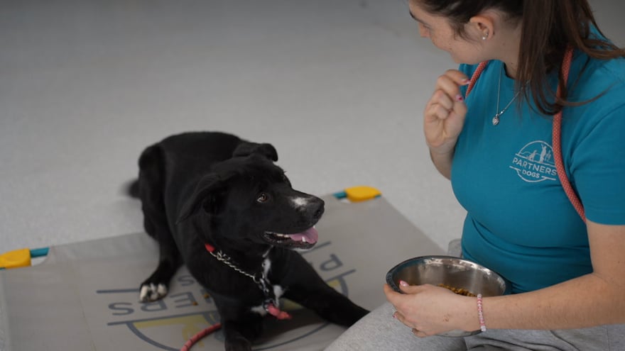 A trainer in a teal Partners Dogs shirt sits holding a food bowl and treat while a black Lab-mix settles nearby, showing the reward-based approach.
