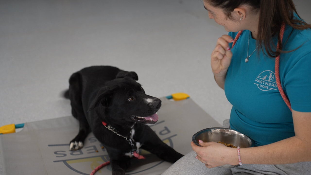 A trainer sits with a food bowl and a treat while a black Lab-mix lies in a down on a Partners place mat, looking up attentively on the speckled floor.