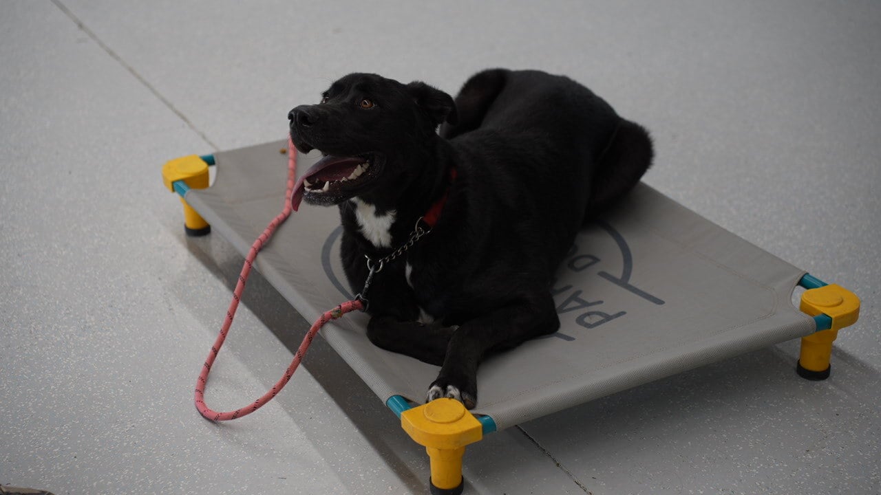 A black Lab-mix with a white chest patch lies relaxed on a place cot, mouth open and tongue out, calm after the work.