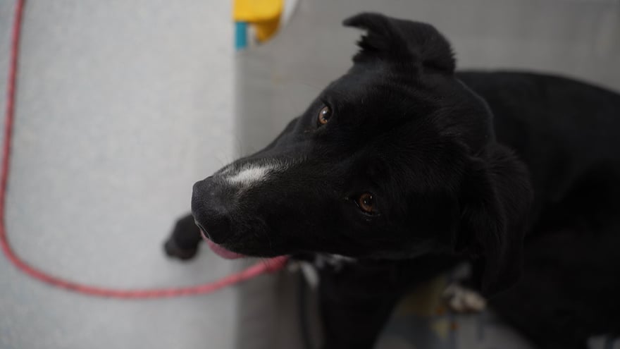Close profile portrait of a calm black dog with a white muzzle blaze, tongue tipped out, evoking the settled result families are after.