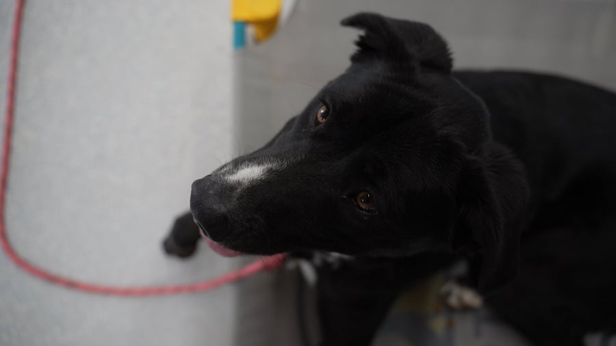 A Partners trainer working hands-on with dogs at the facility