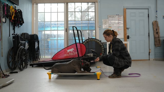 A trainer rewards a calm grey dog holding a down on a raised place cot