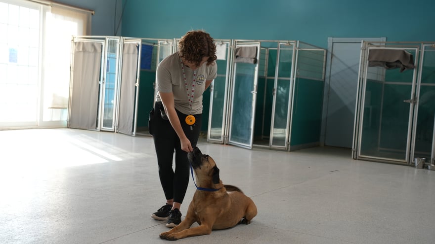 A trainer rewards a mastiff-type dog holding a calm down beside the indoor kennels at Cave Creek