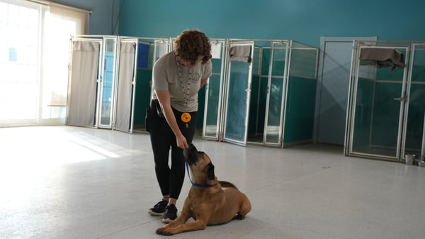 A private training lesson at Partners Dogs Cave Creek