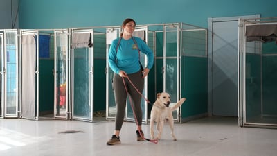 A Partners Dogs trainer walking a yellow Labrador calmly on a loose leash through the indoor boarding kennel area.