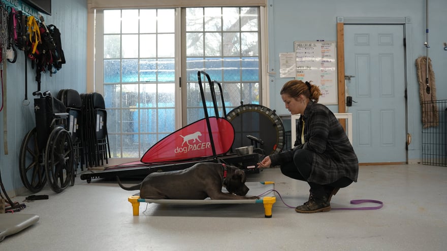 Trainer rewarding a calm grey dog on a low cot beside the dogPACER treadmill in the Cave Creek conditioning room