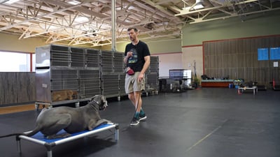 A trainer works with a large dog resting calmly on a place cot, part of the structured daily routine used during boarding for anxious dogs