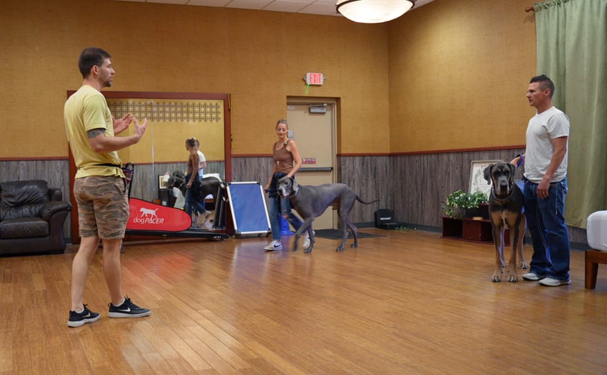 An instructor leads a Scottsdale class, coaching handlers as two large dogs work on the training floor.