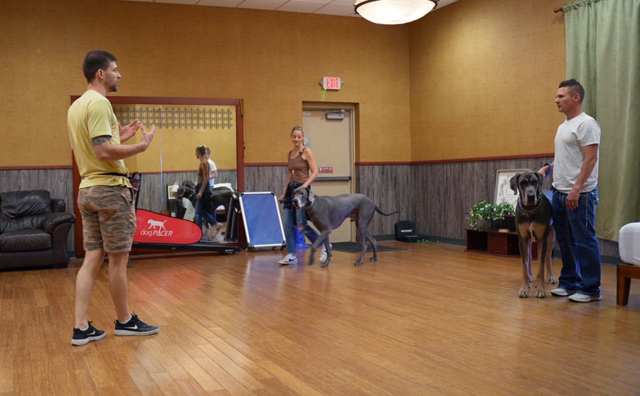 Dogs and trainers working focus skills together on the Partners indoor training floor
