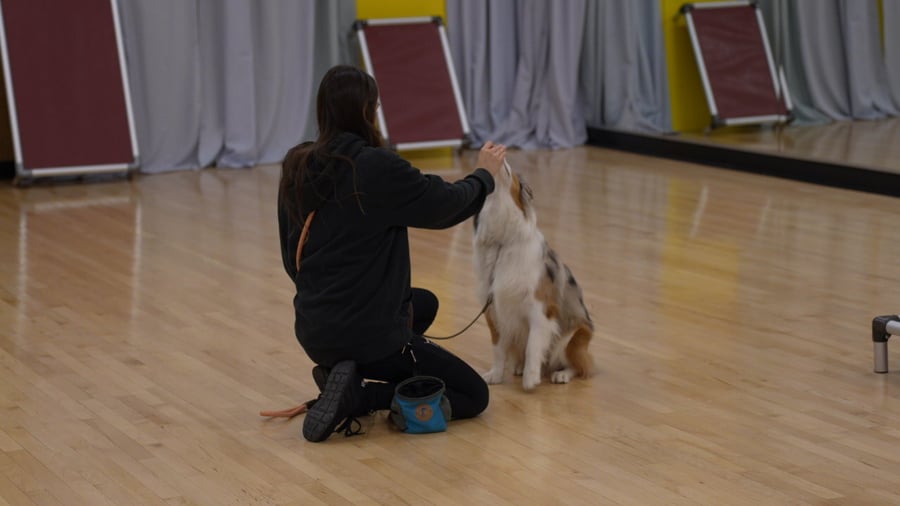 A Partners trainer working hands-on with dogs at the facility