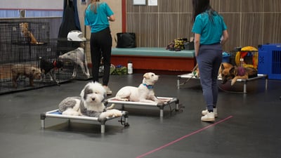 Adult dogs holding a place command on raised training cots inside the Partners Dogs training floor during board and train, with kennel crates and a trainer visible in the background.