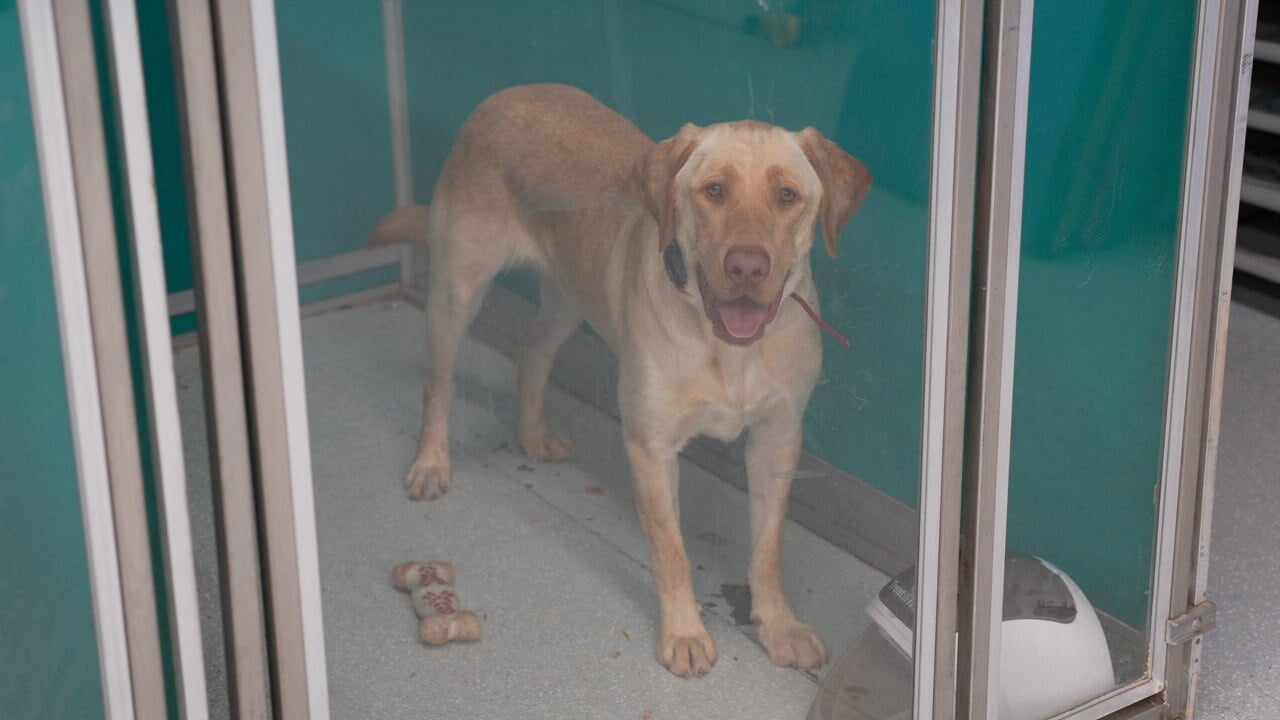 A calm yellow Labrador stands looking at the camera, the relaxed after-state a family can take anywhere.