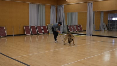 Partners Dogs trainer conducting a behavior evaluation with a client and an adult dog on a training floor