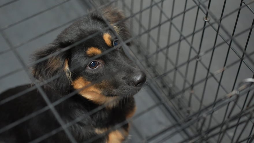 Close-up of a black-and-tan puppy's face beside a crate, evoking the board-and-train stay format.