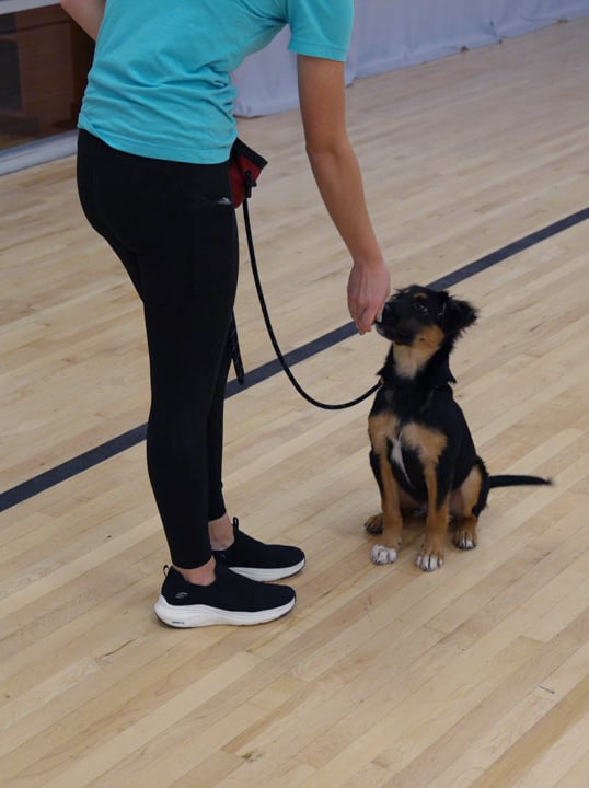 A black-and-tan puppy sits and looks up at its handler on leash indoors, ready to settle after working out.