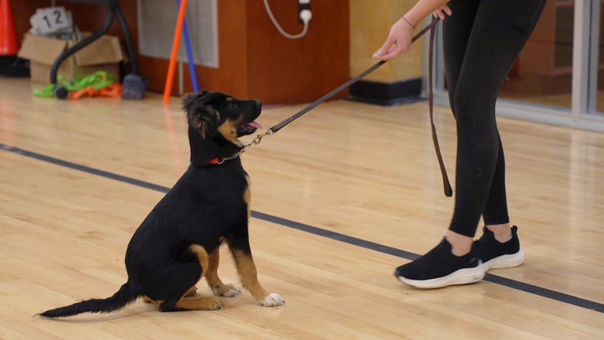A black-and-tan puppy sits and looks up at its handler on leash indoors, learning its first manners.