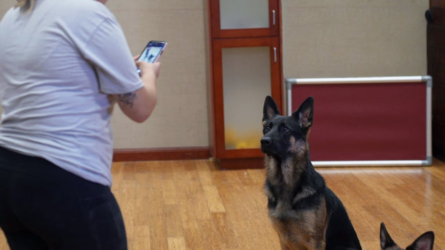 A German Shepherd sits at attention looking up at a handler, showing the focused senior-trainer handling behind the safety-first promise.