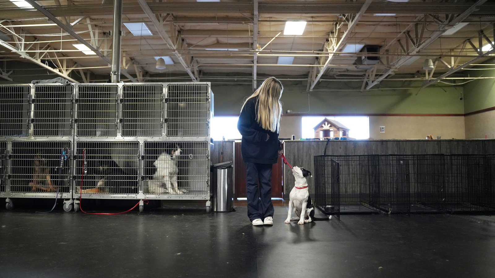 A dog holding a focused sit-stay during a one-on-one session on the indoor training floor at Partners Dogs.