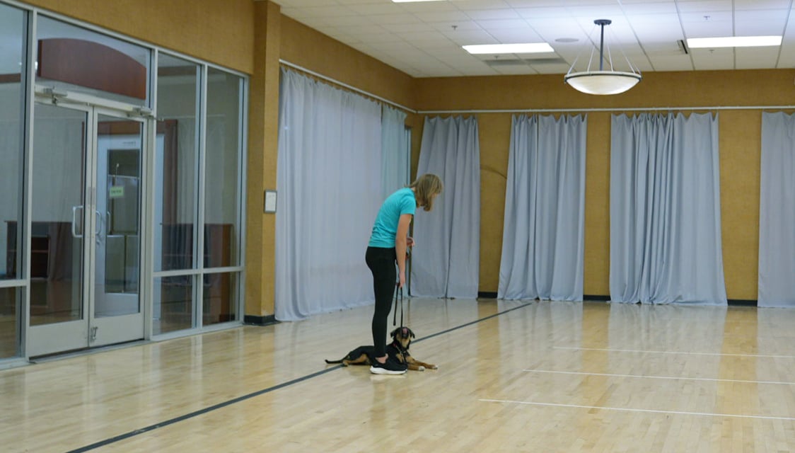 A trainer in teal bends toward a small dog in a down-stay in the large mirrored Scottsdale studio, everything under one roof at the Shea campus.
