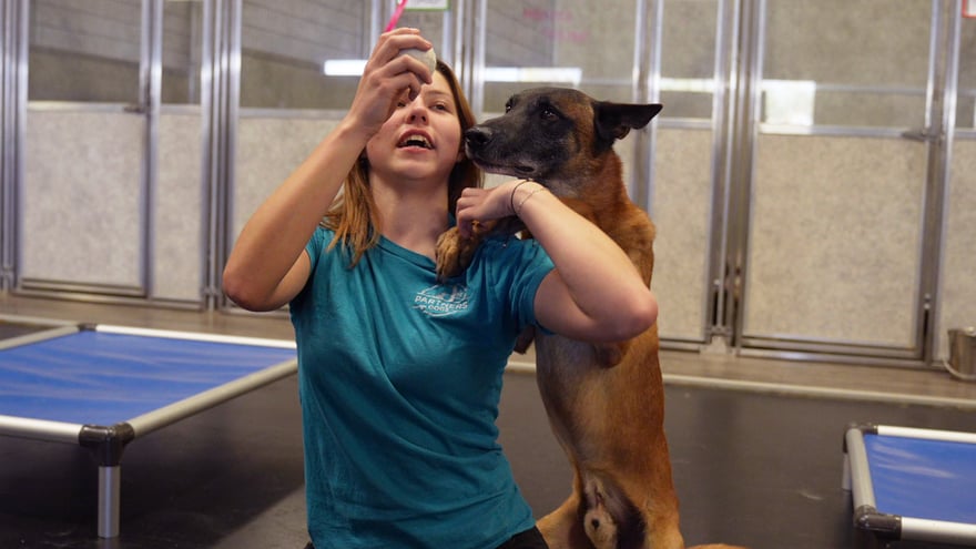 A trainer in a teal Partners Dogs shirt lures a dog through a behavior rep on the indoor training floor.