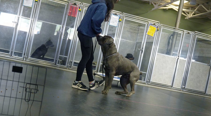 Handler walking a dog on leash past the glass boarding kennels at Scottsdale.