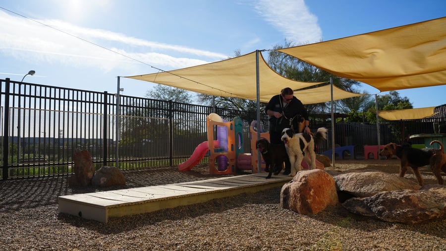 Dogs in trainer-supervised group play at Partners