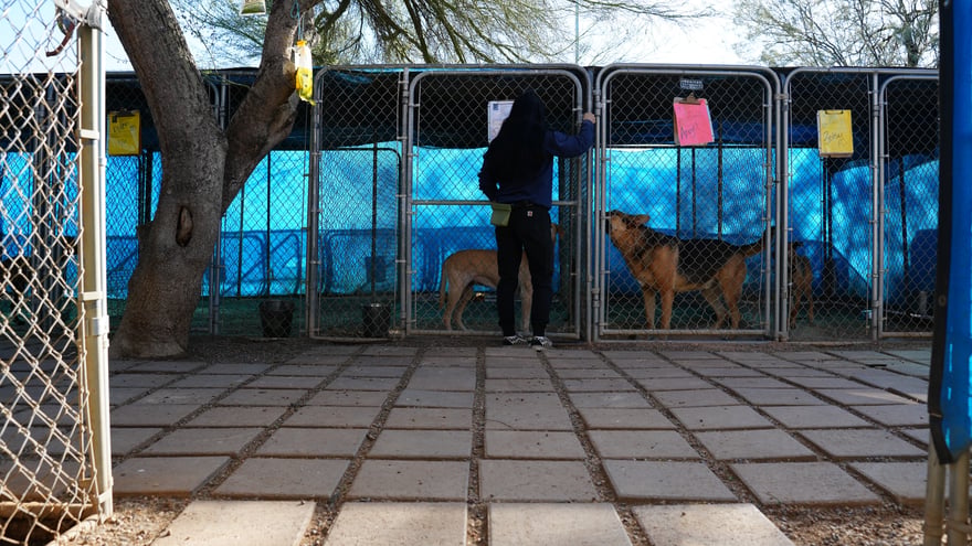 An outdoor view of the boarding wing with a staff member walking a row of clean chain-link suite runs.
