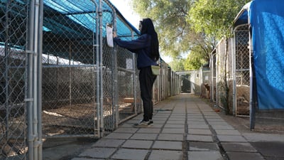 Staff member with a clipboard and treat pouch checking a row of outdoor boarding kennels at the Cave Creek facility.