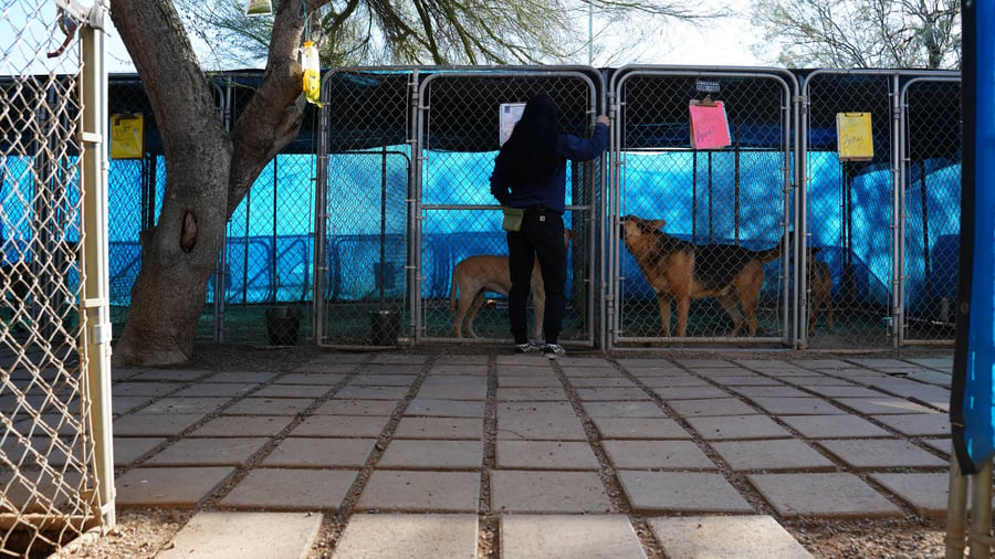 Two German Shepherd dogs on a paver patio beside the blue outdoor kennel runs at Cave Creek.