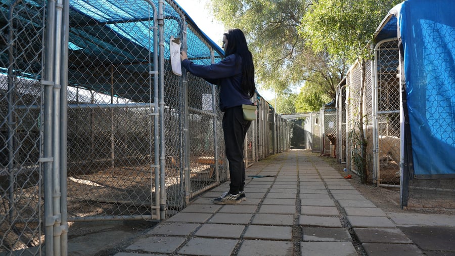 Staff member with a clipboard and treat pouch checking a row of shaded outdoor boarding kennels at Cave Creek.