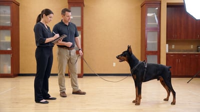 A trainer holds the leash of an alert Doberman Pinscher in a harness while a colleague takes notes on a tablet during an indoor training session.