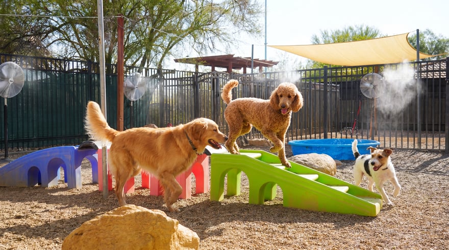 Dogs work through outdoor agility equipment together, showing active, confident dogs in the facility.