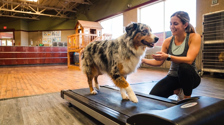 Trainer kneeling beside an Australian Shepherd walking on an indoor treadmill at a Partners Dogs facility