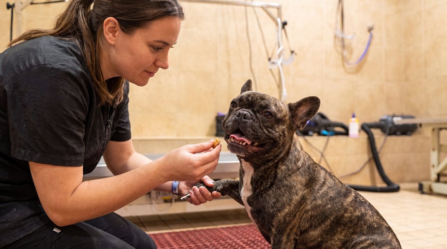 A trainer rewards a brindle French Bulldog offering its paw during a one-on-one assessment inside the Partners Dogs facility.