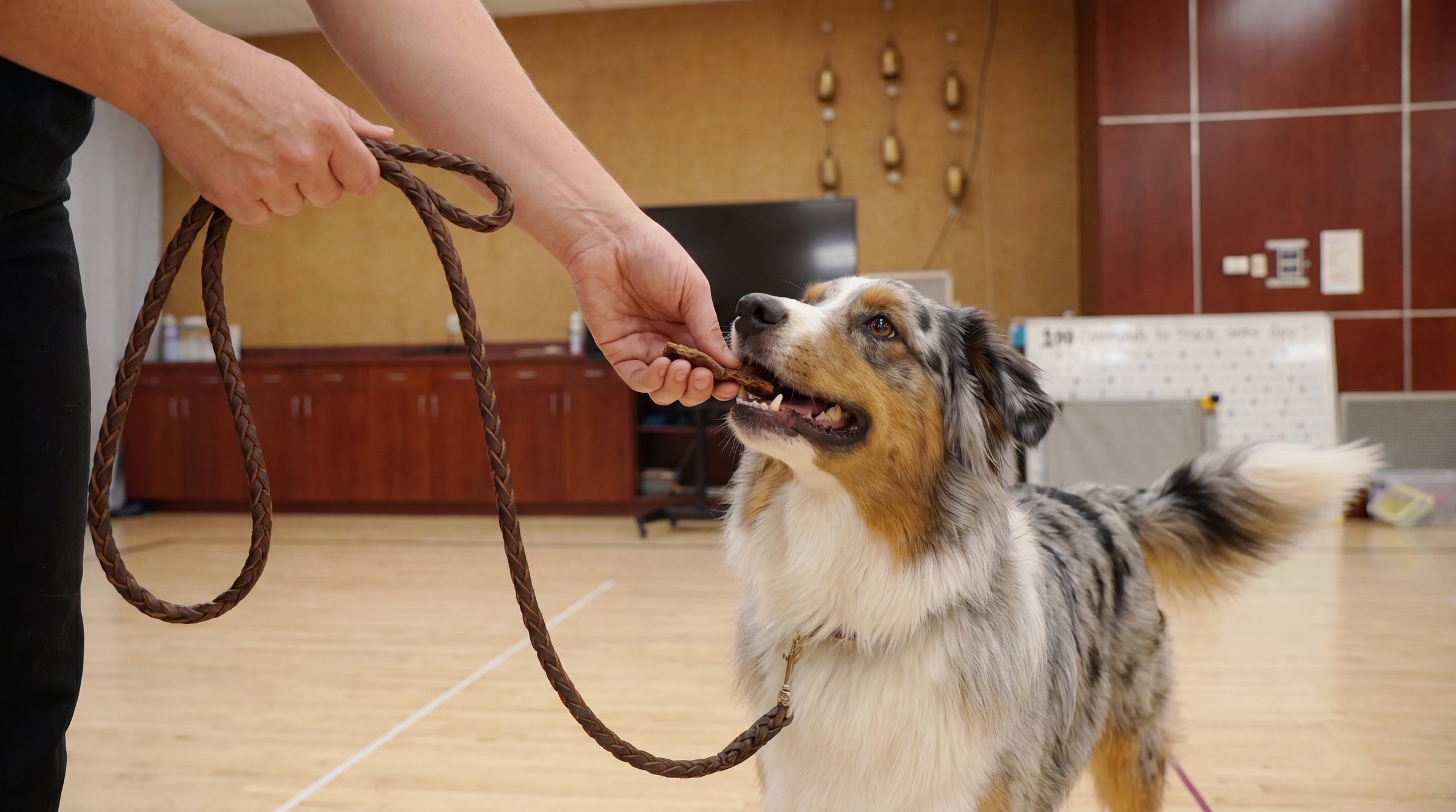 A trainer rewards a leashed Australian Shepherd with a treat during a private lesson