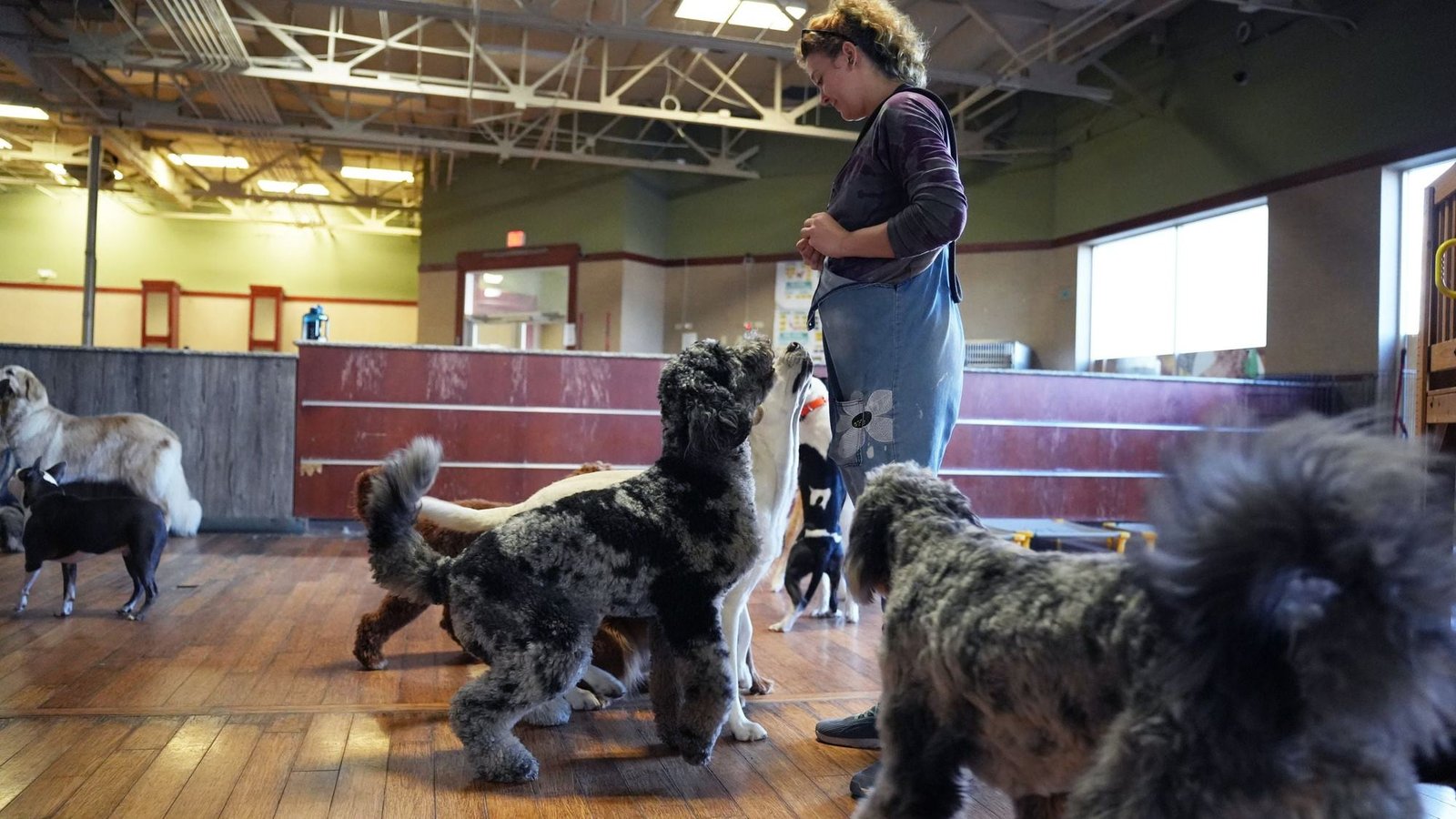 A trainer works with a group of dogs on the indoor daycare floor at the Scottsdale campus.