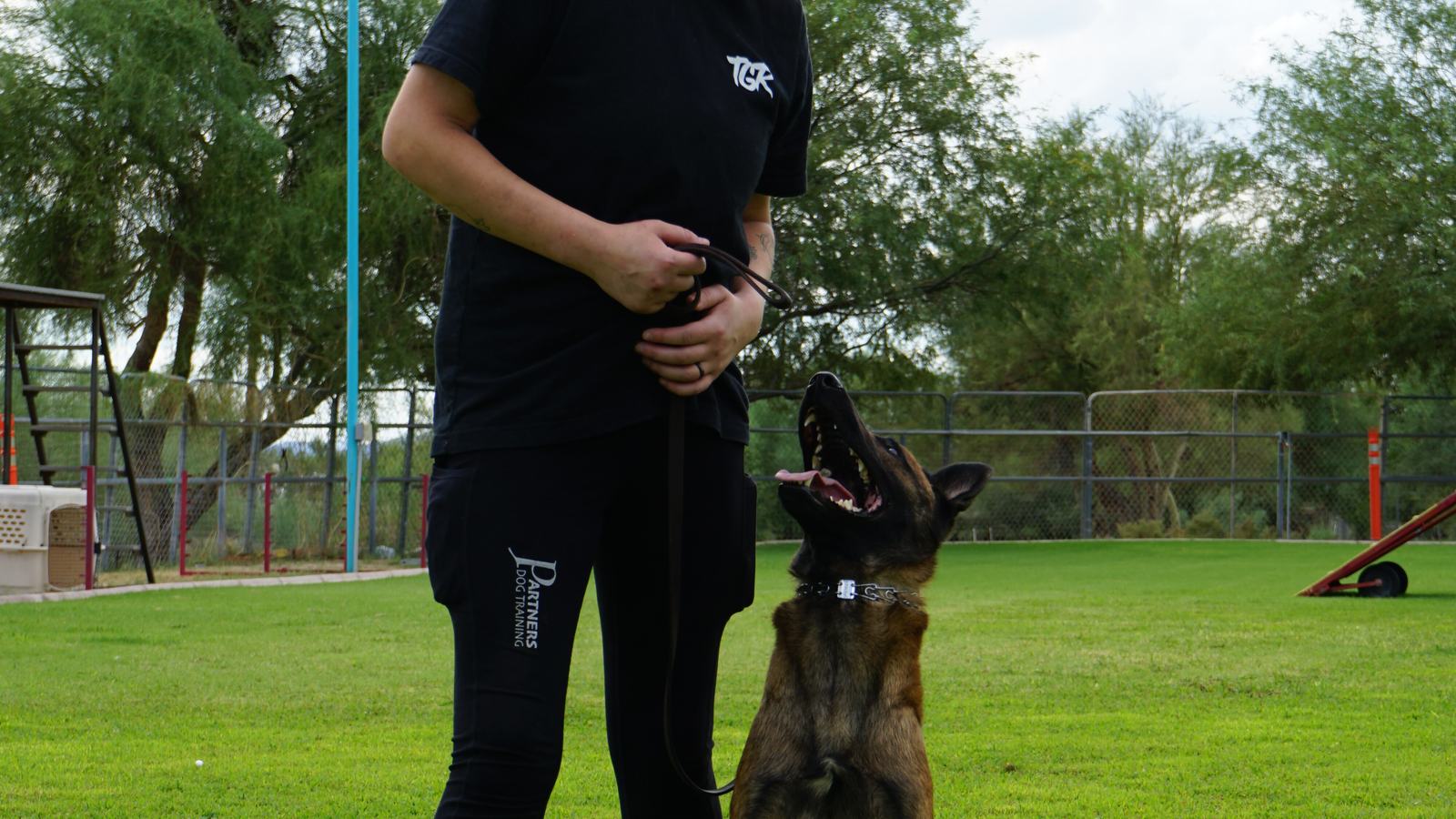 Belgian Malinois sitting at heel and looking up at a handler on a Cave Creek grass training field