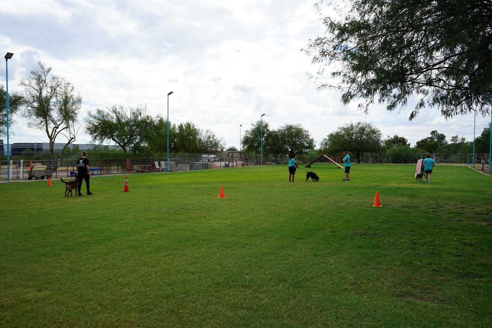 A wide view of the Cave Creek grass training field with several teal-shirted trainers each working a dog on leash among cones, framed by desert trees.