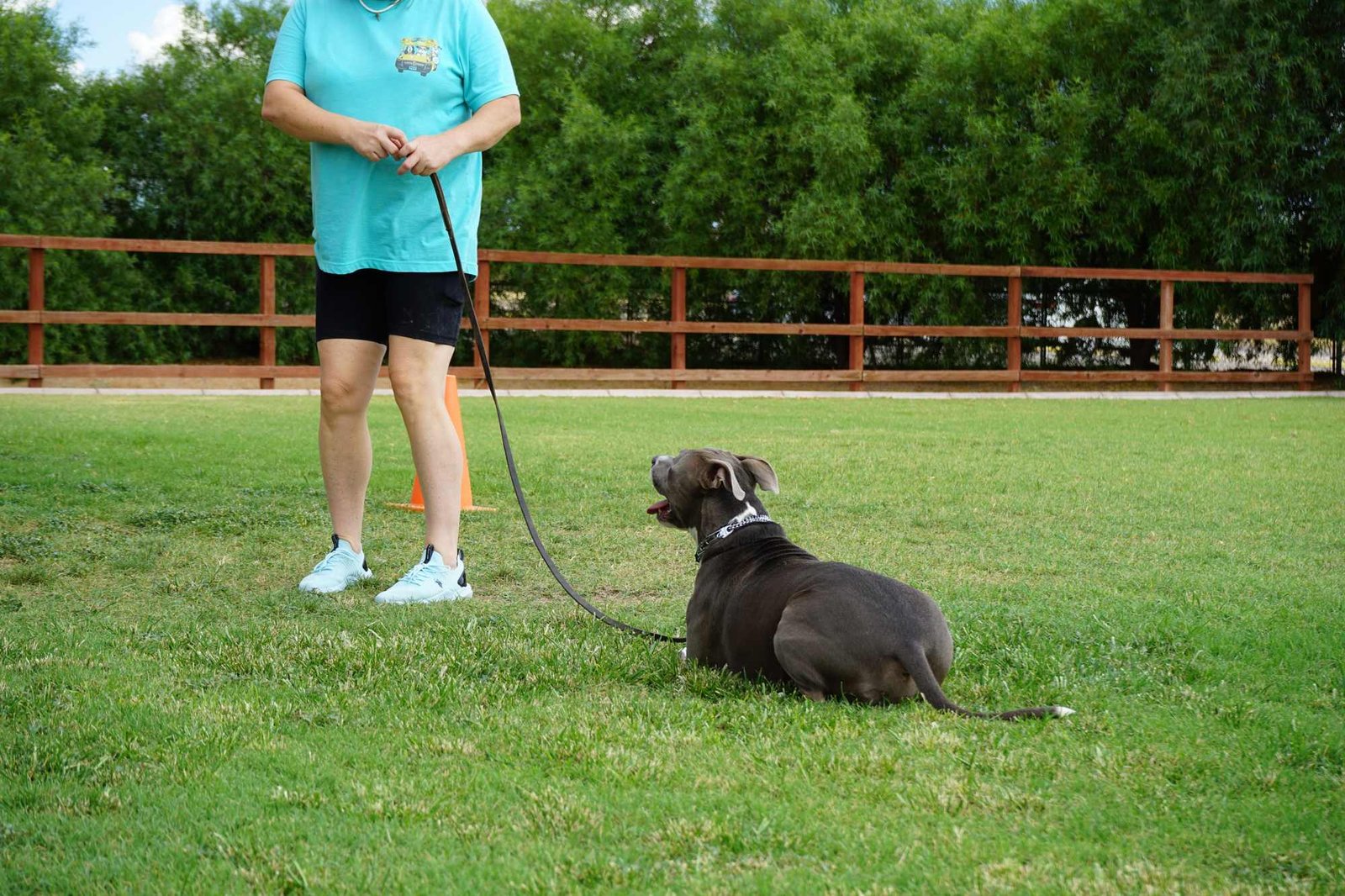 A grey pit bull terrier holds a calm down-stay on the green training field while a handler stands by with a loose leash, framed by a post-and-rail fence and a single cone.