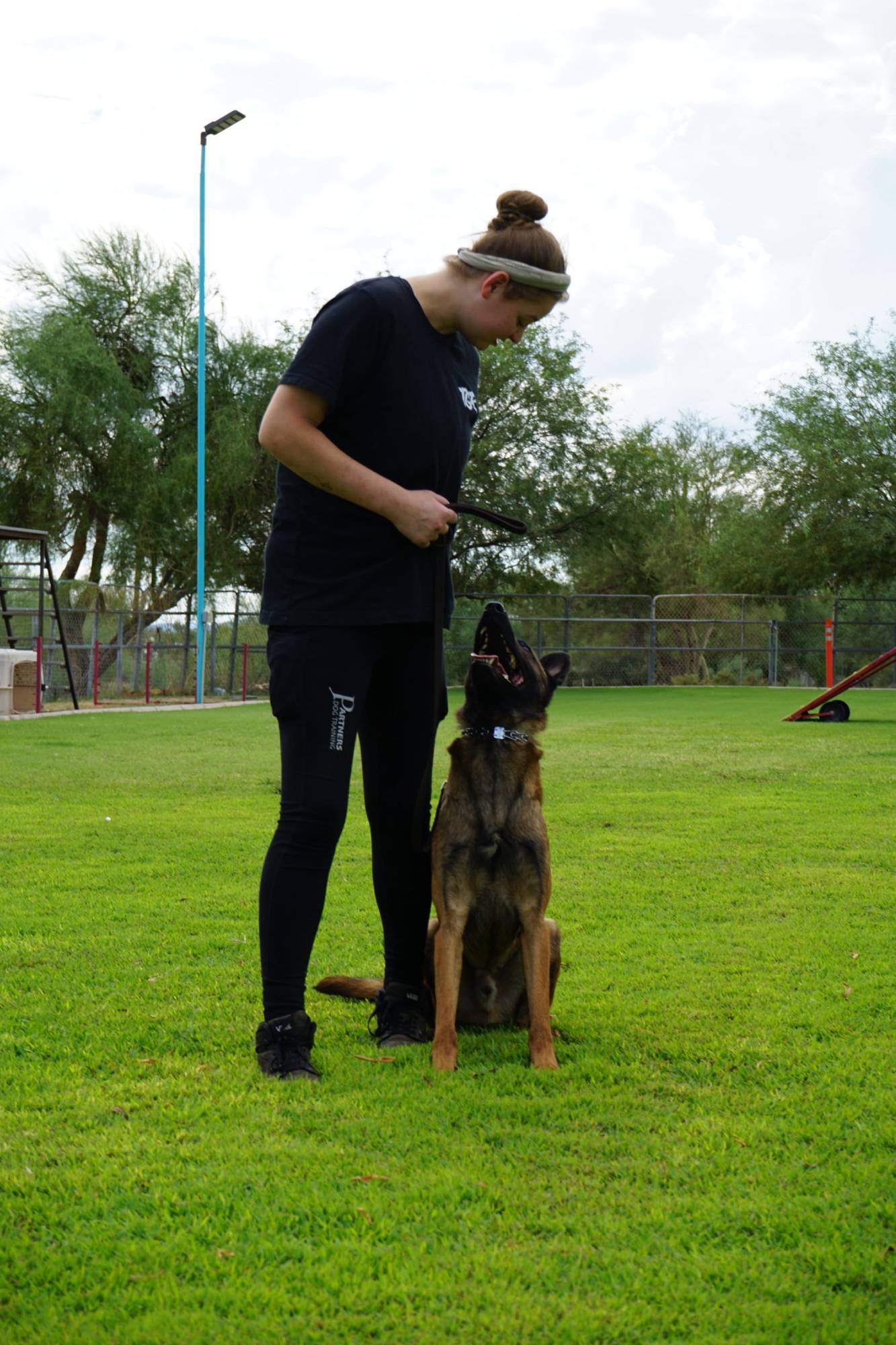 A young trainer dressed in black works a focused Belgian Malinois into a sit and attention on the green training field at the Cave Creek campus, with desert trees and play equipment behind.