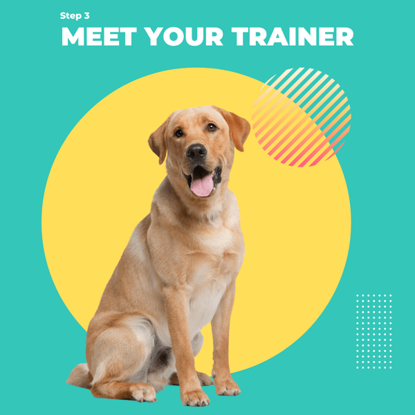 PDU | Pet Trainer Program | 4 Weeks