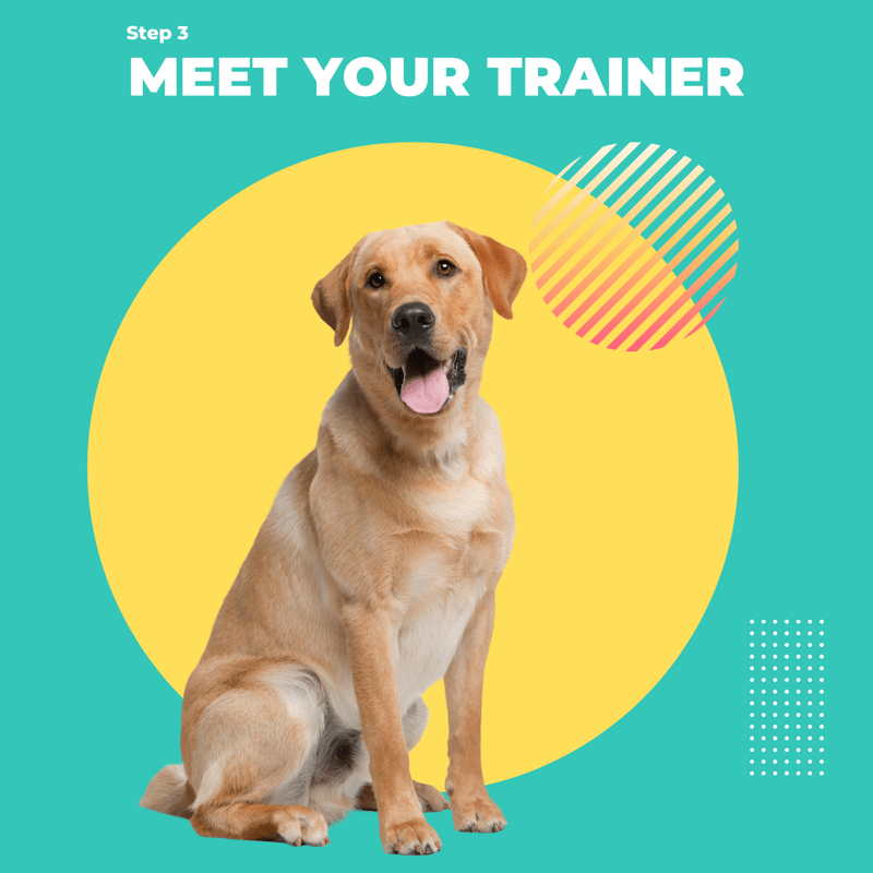 PDU | Pet Trainer Program | 4 Weeks