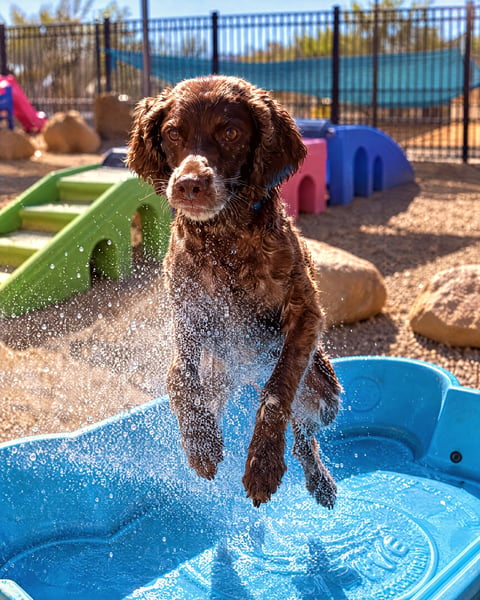 Brown spaniel Otto splashing in a pool in the Cave Creek play yard