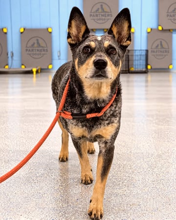 Australian Cattle Dog River standing calmly on an orange leash inside the Cave Creek training building
