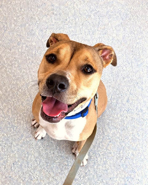 Pit bull mix Rue sitting on a loose leash and looking up attentively inside the Cave Creek training building