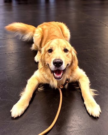 Golden Retriever Miko lying down on the indoor training floor in Scottsdale, leash on and tail up