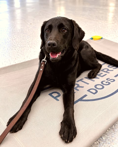 Black Labrador Stella lying calmly on a Partners Dogs place cot inside the Scottsdale building