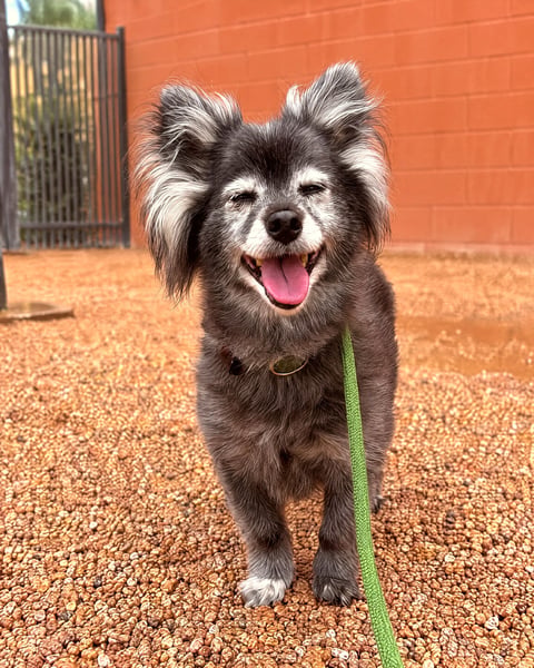 Gray-muzzled senior dog Ted smiling on a green leash in the Scottsdale yard