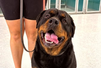Black and tan Rottweiler sitting on a leash beside a handler inside a training facility.