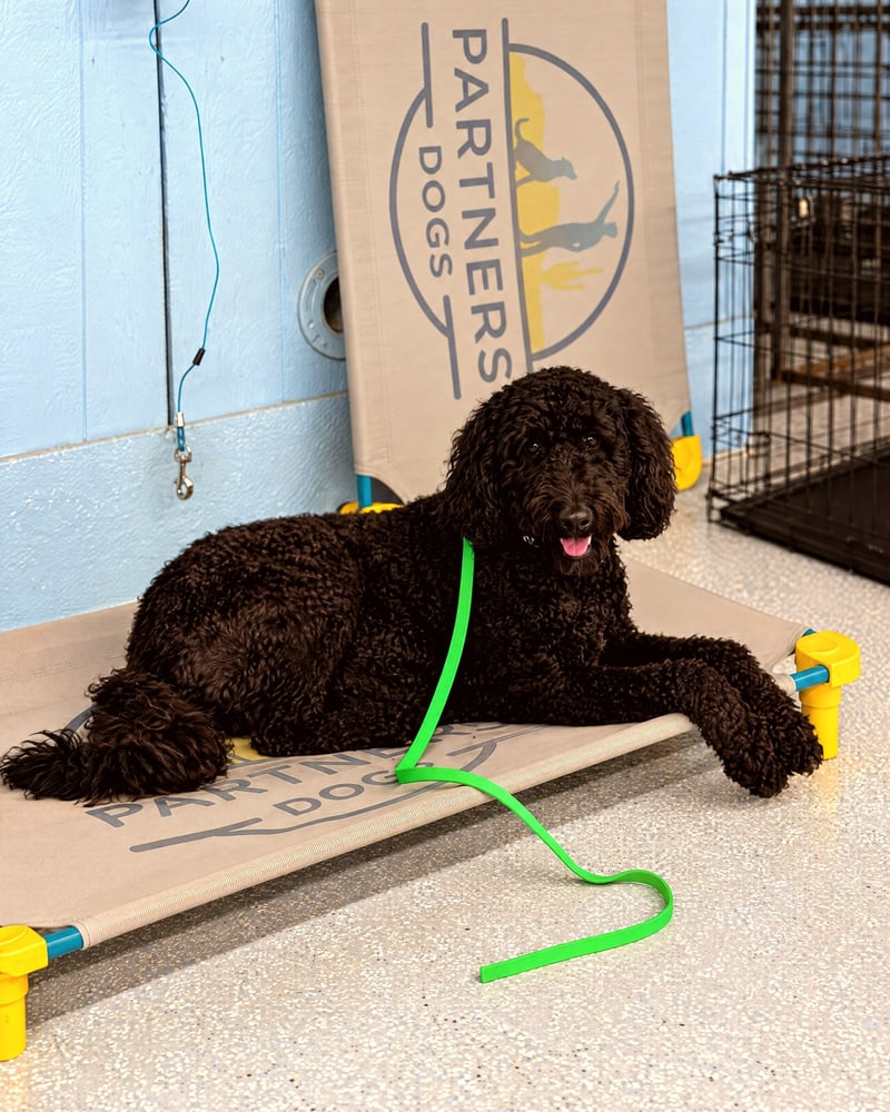Black curly-coated dog lying calmly on a branded raised training cot with a green leash attached.